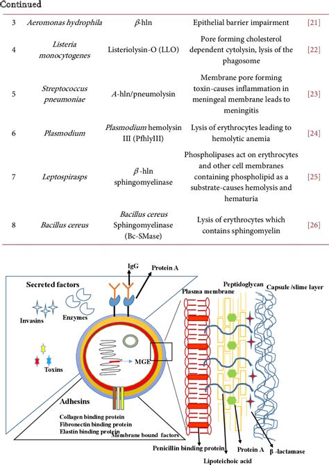 Hemolysins of Staphylococcus aureus —An Update .